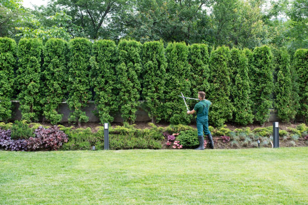 Professional Tree Removal and Landscaping Services in Shelby, MS